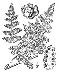 drawing of woodsia obtusa plant parts